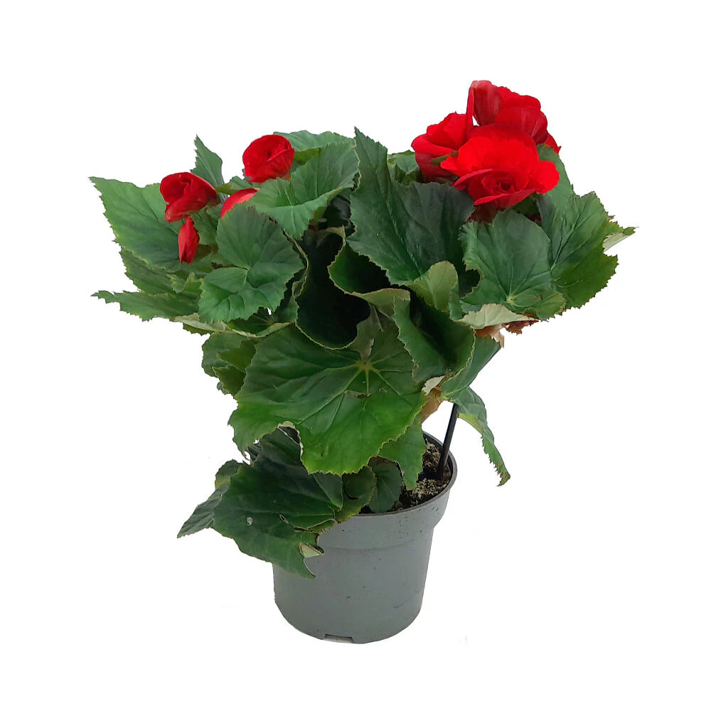 Imagen del producto 3
