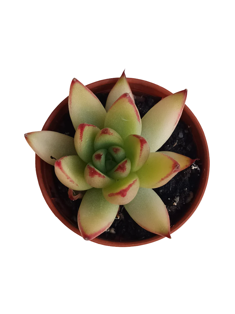 Miniatura 1