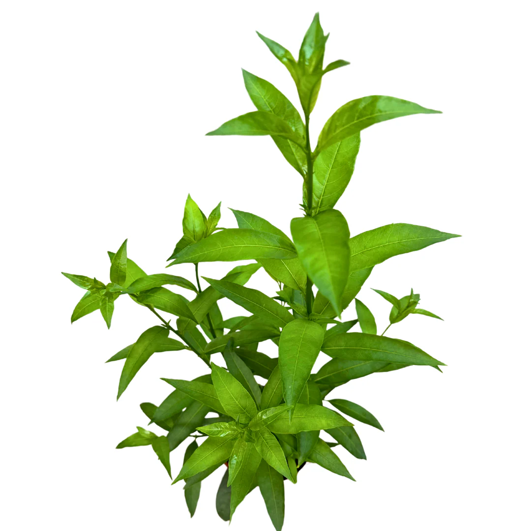 Imagen del producto 2