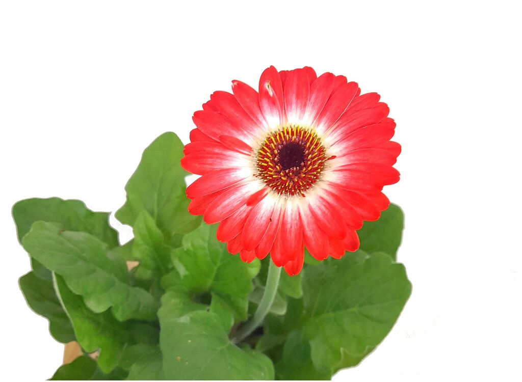 Imagen del producto 3
