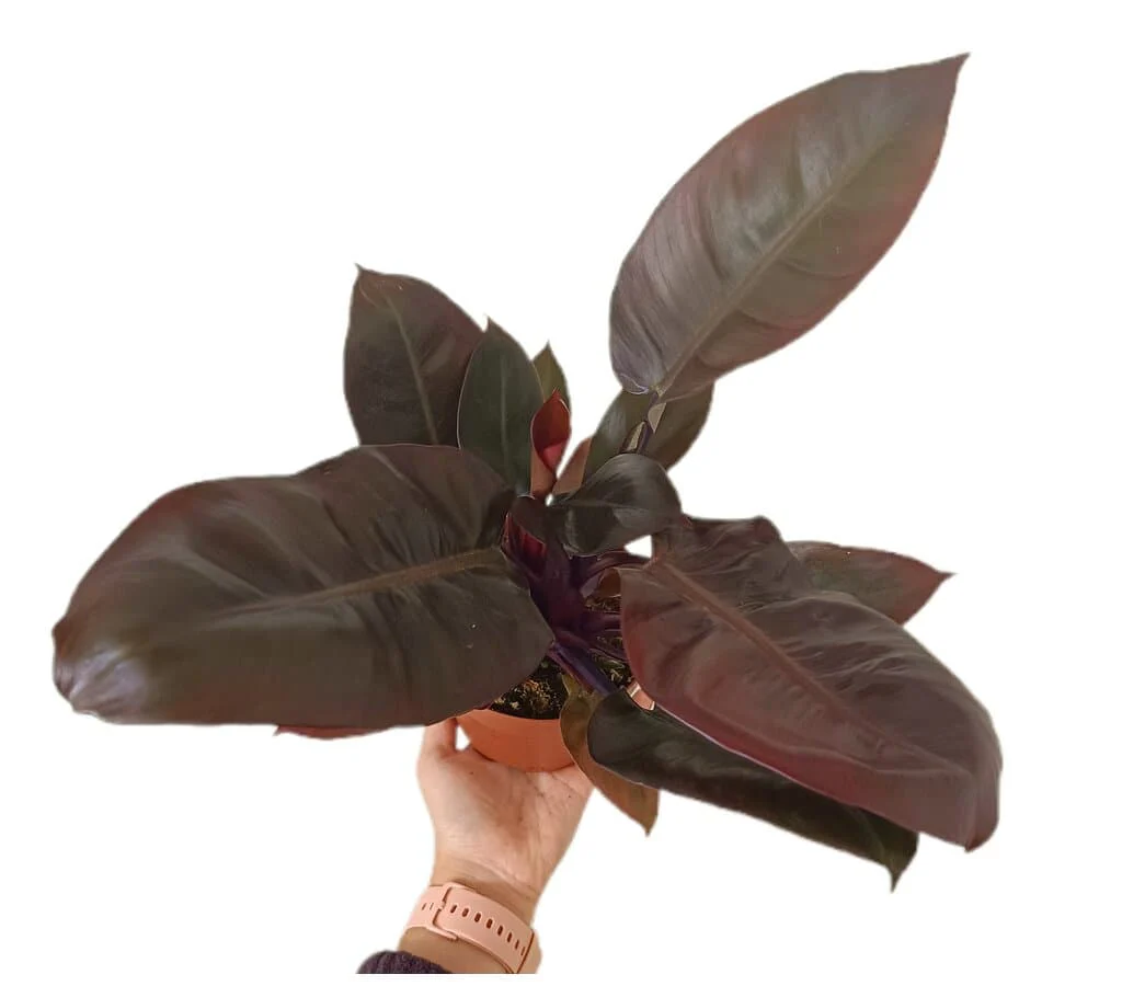 Imagen del producto 3
